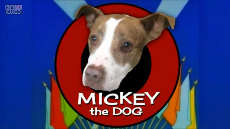 Adopt Mickey