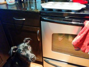Buffy waits for her pupcakes to bake.