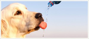 Dog-drinking-Water