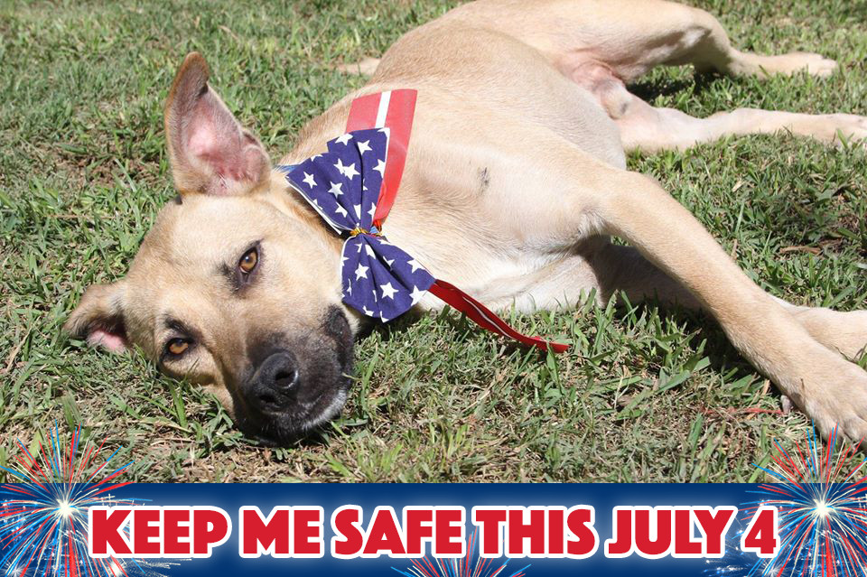 Keep Your Dogs Safe This July 4