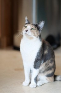 Pru