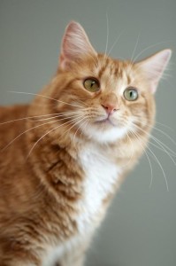 tonka
