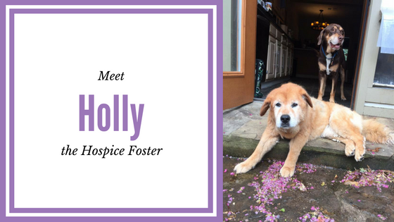 Holly the Hospice Foster