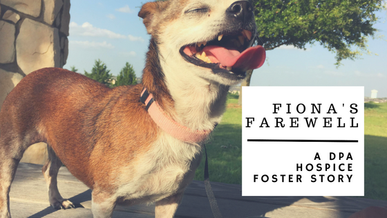 Fiona's Farewell: A DPA Hospice Foster Story