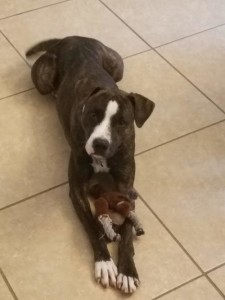 New dog