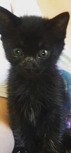 Raven