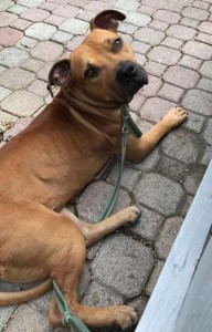 gus