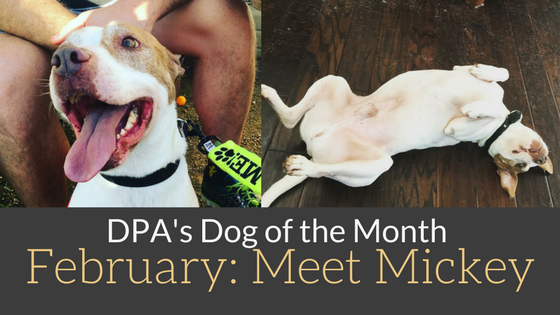 DPA’s Dog of the Month – Meet Mickey!