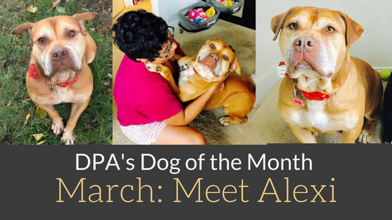 DPA’s Dog the Month – March: Meet Alexi!