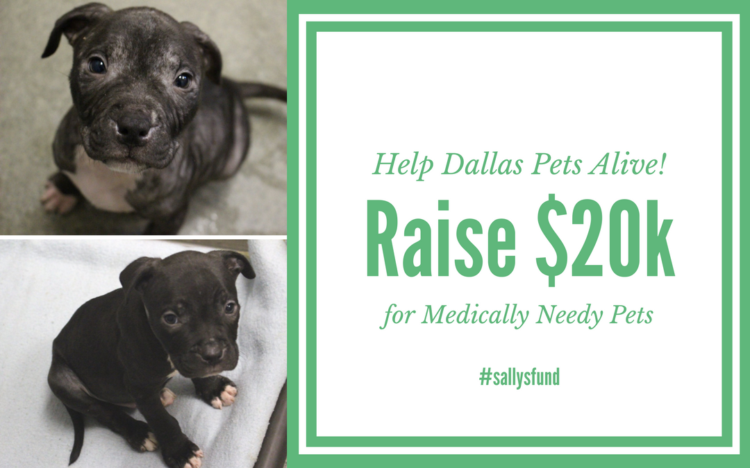 Sally’s Fund: Help Dallas Pets Alive! Raise $20,000