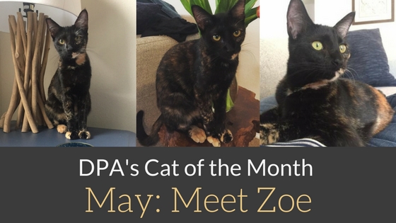DPA’s Cat of the Month – May: Meet Zoe!