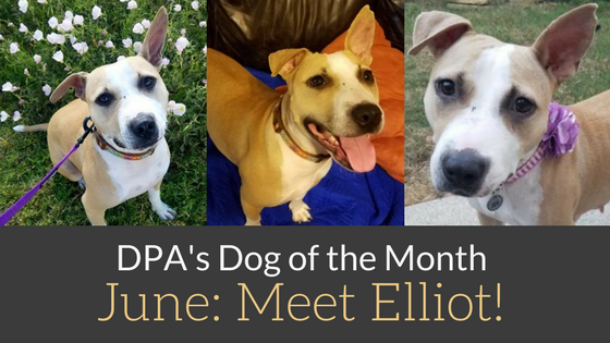 DPA’s Dog the Month – June: Meet Elliot!