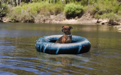 Ruff Life: Float on, Lady Guadalupe