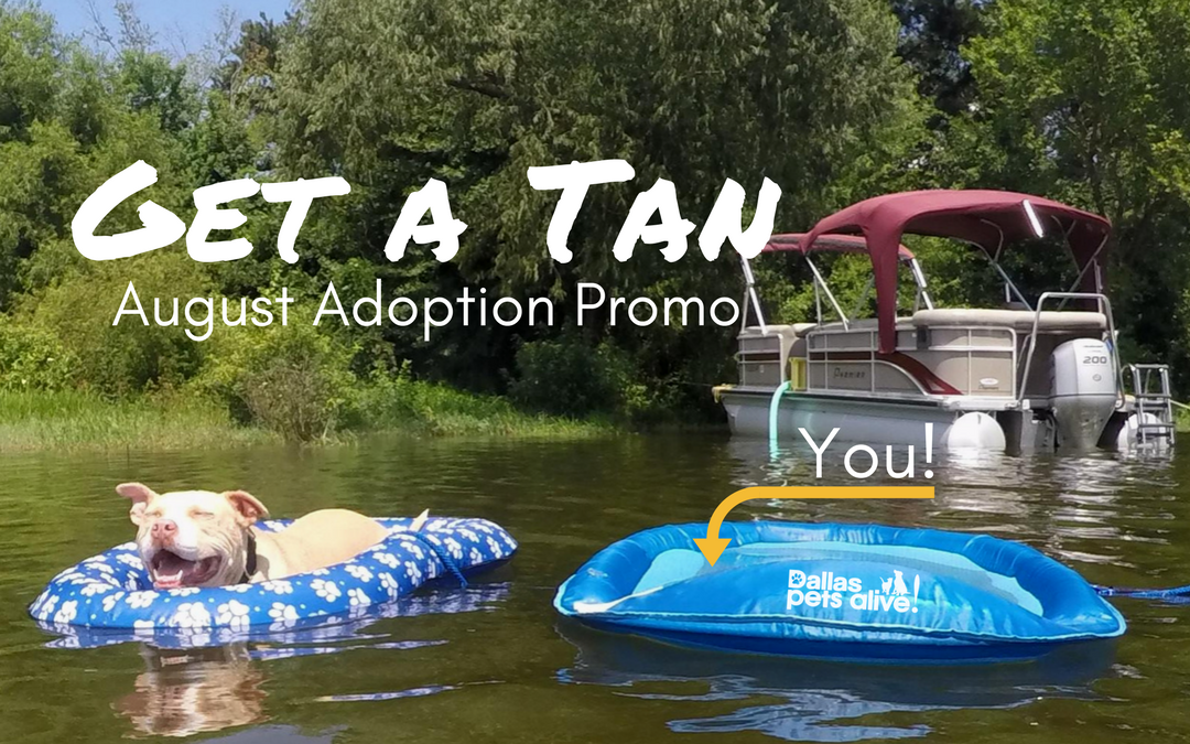 Get a Tan this Summer with Our August Adoption Promo