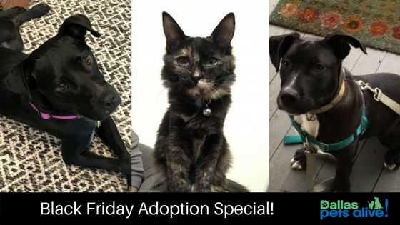 Black Friday Adoption Special!