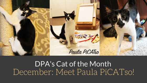 DPA’s Cat of the Month – December: Meet Paula PiCATso!