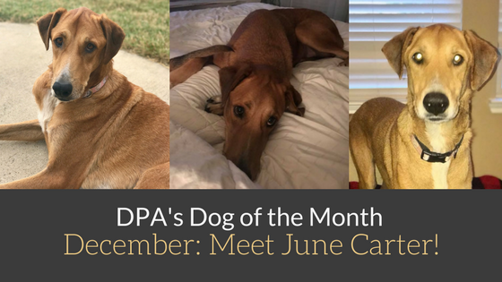 DPA’s Dog of the Month – December: Meet June Carter!