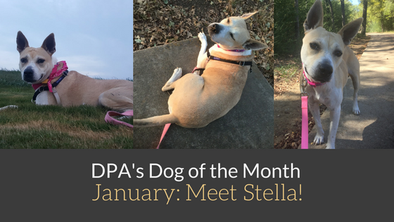 DPA’s Dog of the Month – January: Meet Stella!