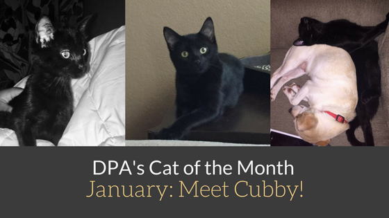 DPA’s Cat of the Month – January: Meet Cubby!
