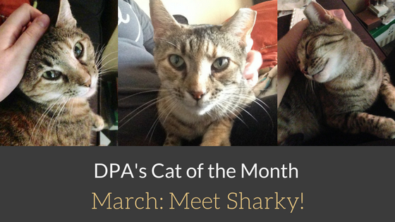 DPA’s Cat of the Month – March: Meet Sharky!