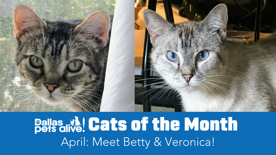 DPA’s Cats of the Month – April: Meet Betty & Veronica!