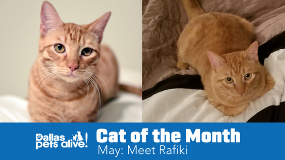 DPA’s Cat of the Month – May: Meet RAFIKI