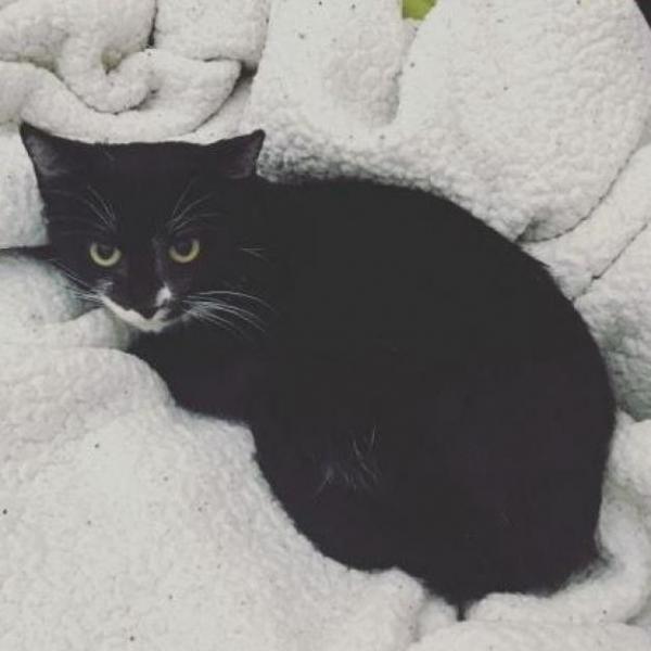 Mina adoptable cat dallas pets alive