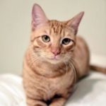 Adoptable Cat Rafiki - Dallas Pets Alive