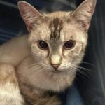 Adoptable Cat Veronica - Dallas Pets Alive