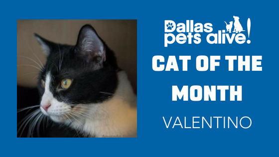 DPA’s Cat of the Month – June: Meet VALENTINO