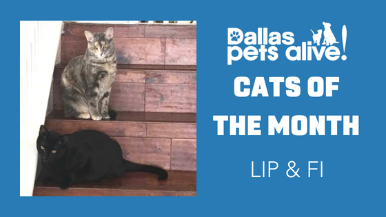 DPA’s Cats of the Month – July: Meet LIP & FI
