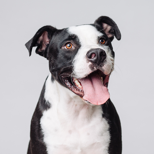 Bighetti Adoptable Dog Dallas Pets Alive
