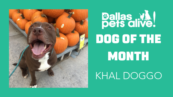 dog of the month