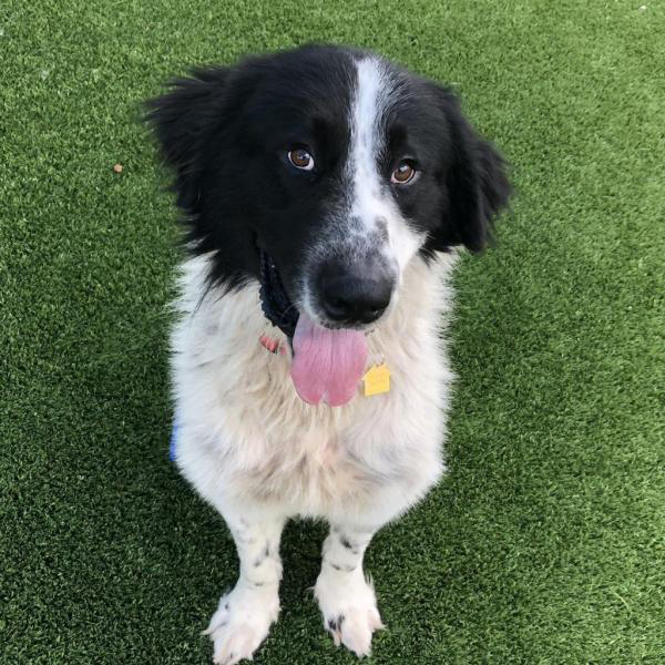 Sir Floofs A Lot Adoptable Dog Dallas Pets Alive