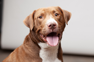 Foster a Dog Dallas Pets Alive