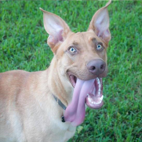 Diggie Adoptable Dog Dallas Pets Alive