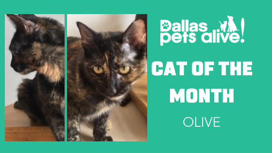 DPA Cat of the Month – January: Meet OLIVE