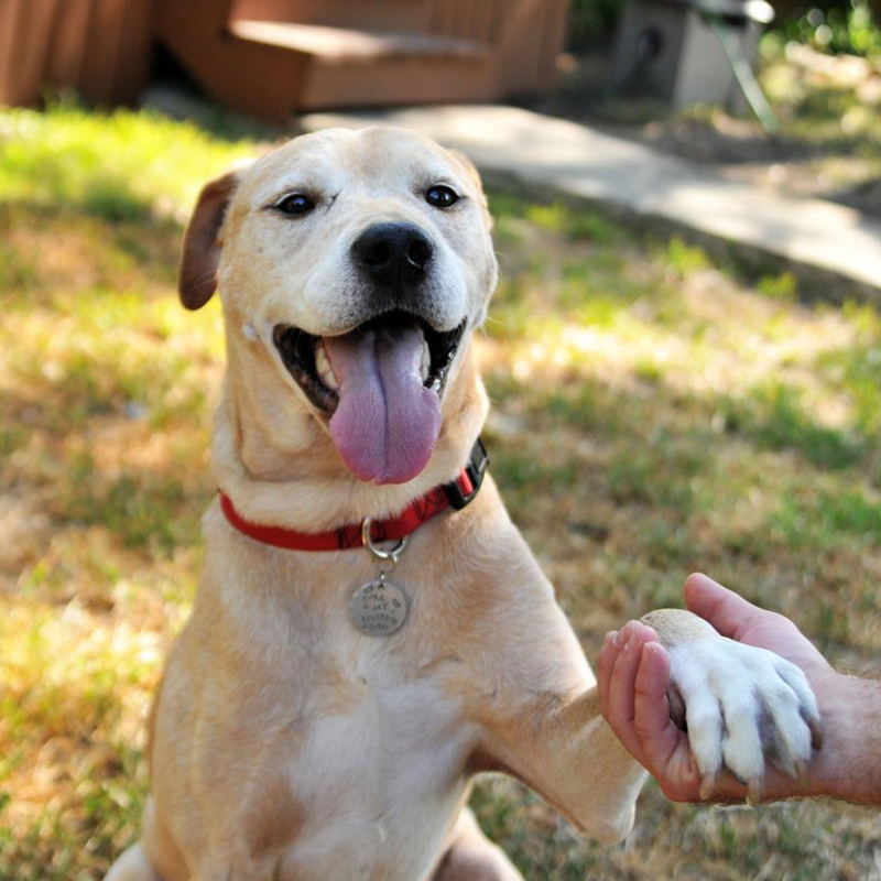 Bruce Adoptable Dog Dallas Pets Alive