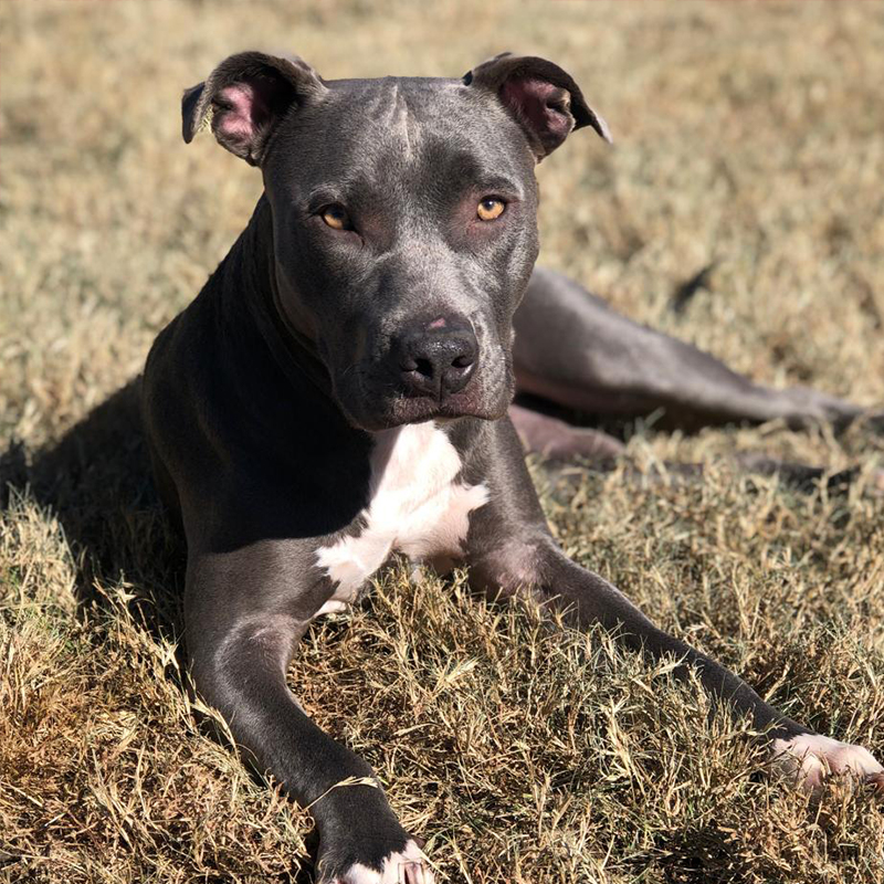 Sloan Adoptable Dog Dallas Pets Alive