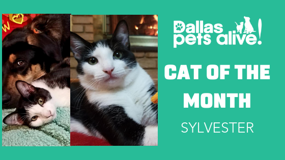 DPA Cat of the Month – March: Meet SYLVESTER