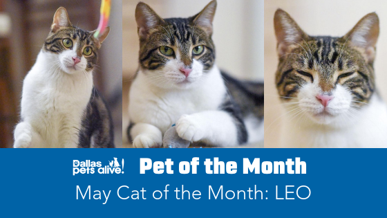 May 2019 Cat of the Month: Meet Leo!