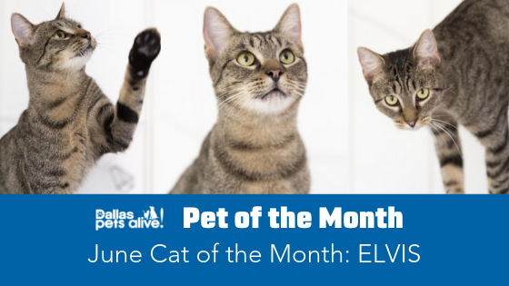June 2019 Cat of the Month: Meet Elvis!