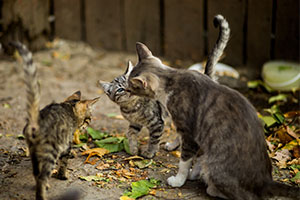 Feral Kittens & Trap Neuter Return