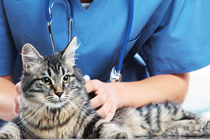 Low Cost Spay/Neuter & Vet Care