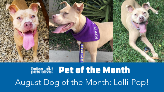 August 2019 Dog of the Month: Lolli-Pop!