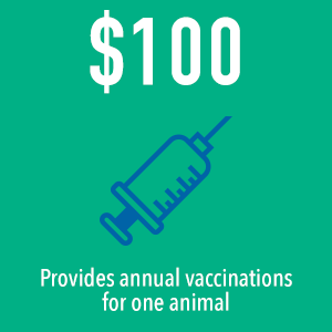 Your $100 donation covers one month of canine flea, tick and heartworm preventative medicine