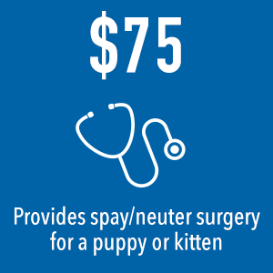 Your $75 donation to Dallas Pets Alive covers spay/neuter surgery for one animal