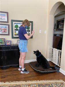 Woman standing training foster dog in living room