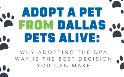 Adopt a Pet from Dallas Pets Alive: Why Adopting the DPA Way is the Best Decision You Can Make