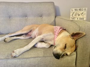 Stella, first foster & first foster fail